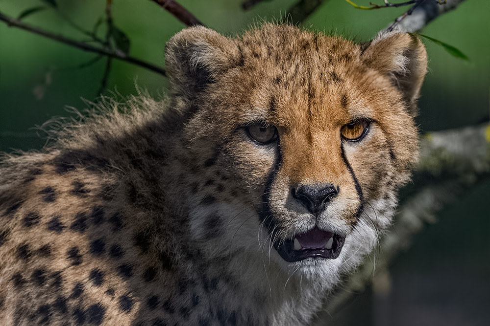 Chetah in the brush