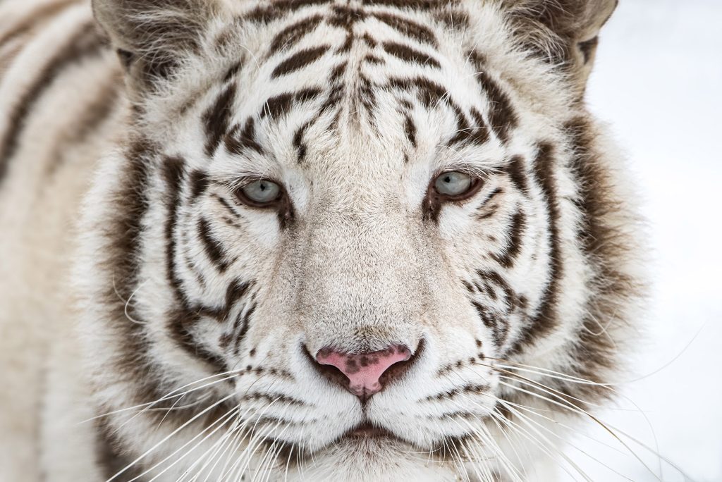 White Tiger